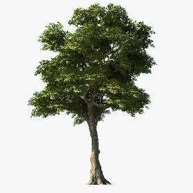 Ash Tree